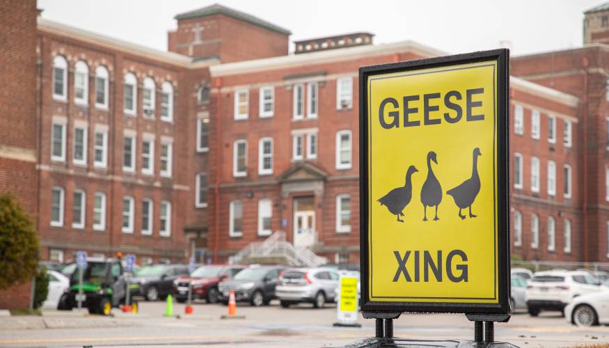 Geese crossing