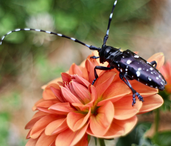 Asian longhorned beetle