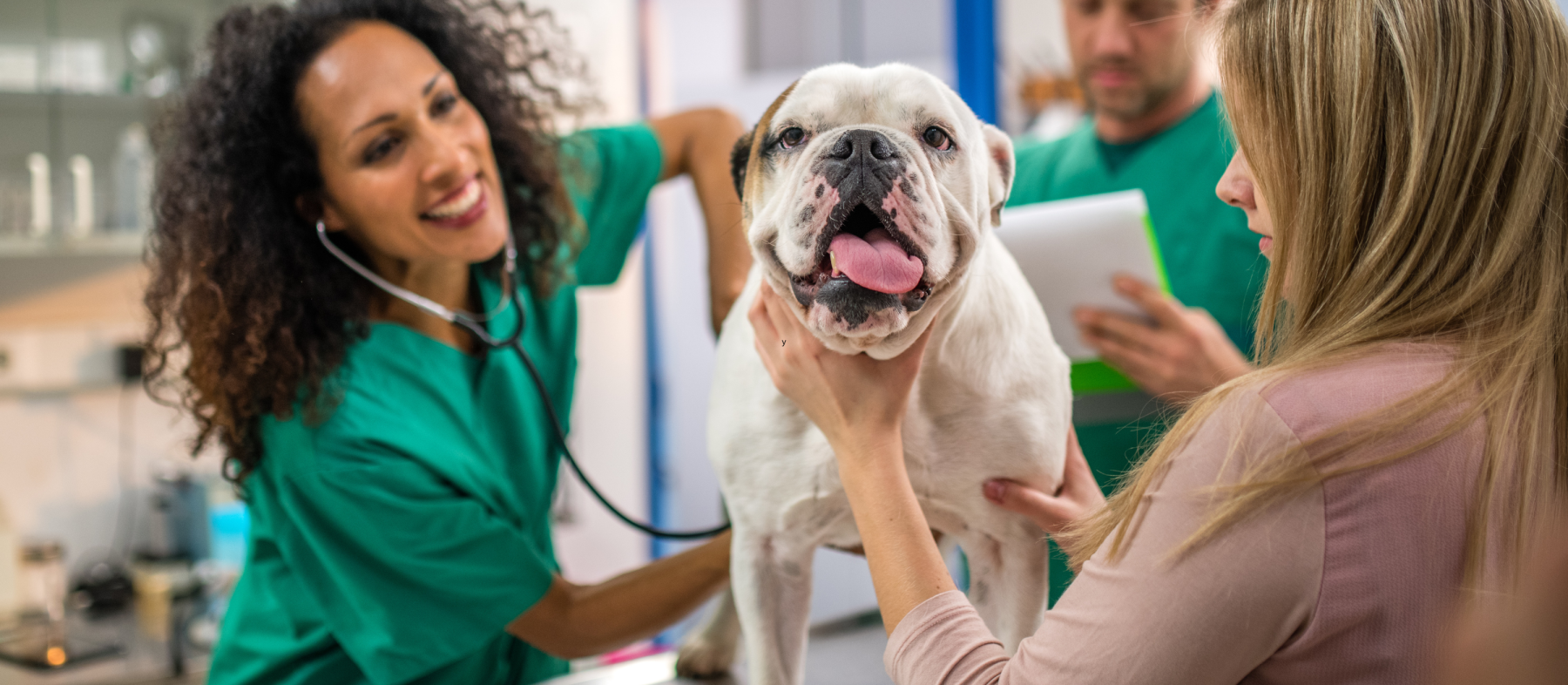 A veterinarian listens to a dog's heartbeat