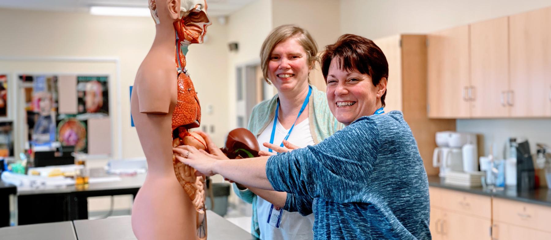 Students work together to put together an anatomy model