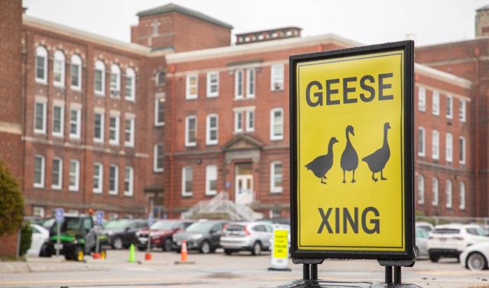 QCC's new Geese Crossing Signage QCC's new Geese Crossing Signage