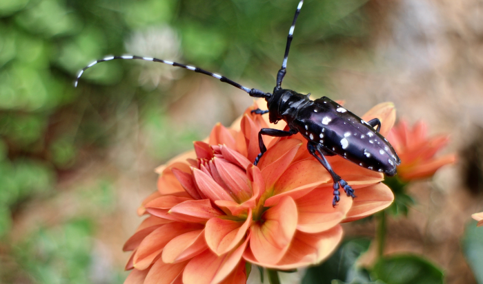 Asian longhorned beetle Asian longhorned beetle