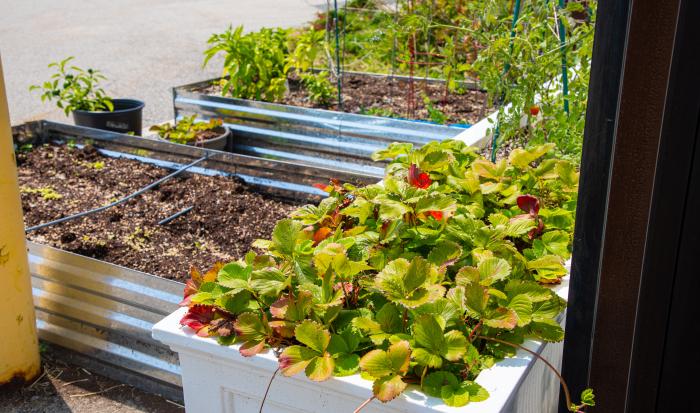 Plants growing outside the Phi Theta Kappa Live and Learn Greenhouse. Plants growing outside the Phi Theta Kappa Live and Learn Greenhouse.