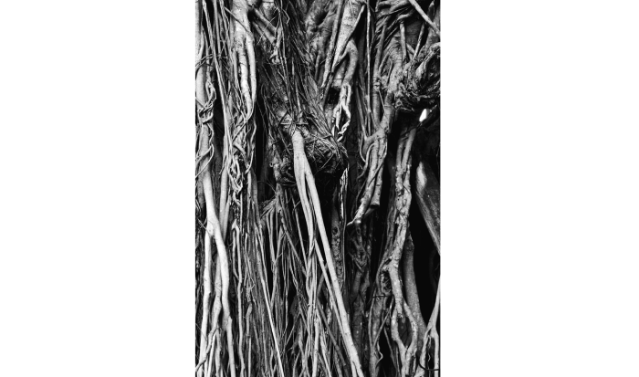 "Rooted Perception" by Tessy St Fleur