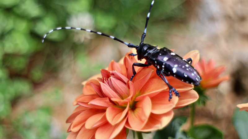 Asian longhorned beetle