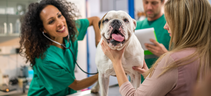 A veterinarian listens to a dog's heartbeat