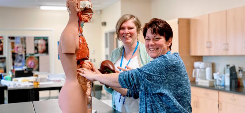 Students work together to put together an anatomy model